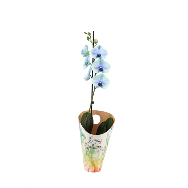 <h4>Enjoy Potcover Phal I Am Northern Light 1T9+ (24 uur levertijd)</h4>