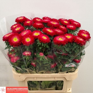Callis Azumi XL Red Hanemaaijer