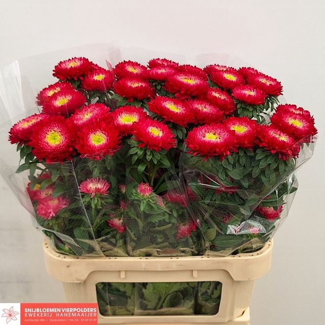 <h4>Callis Azumi XL Red Hanemaaijer</h4>