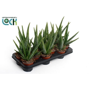 Aloe vera