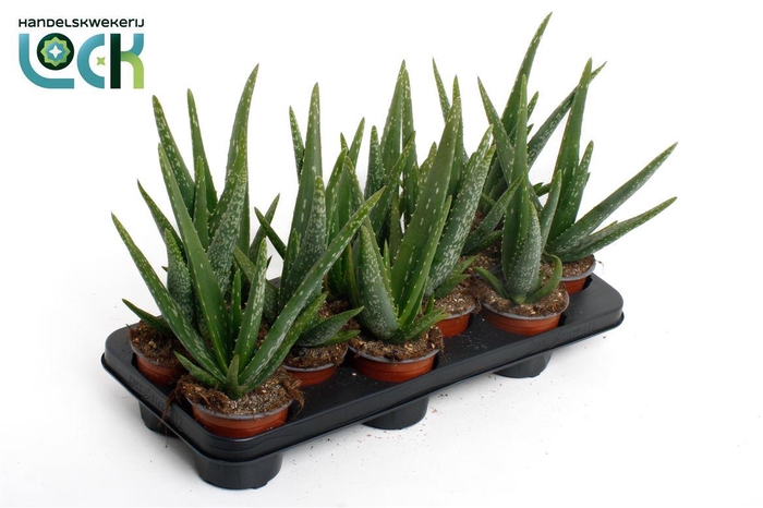 <h4>Aloe vera</h4>