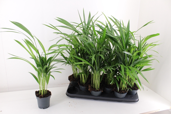 <h4>DYPSIS LUTESCENS</h4>