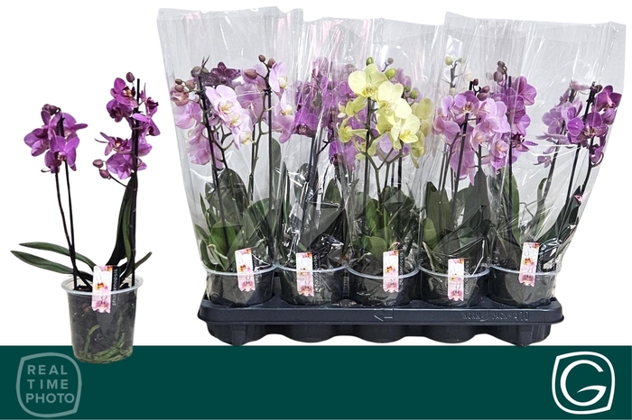 <h4>PHAL MF GEM 4 KL</h4>