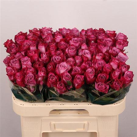 <h4>R Gr Deep Purple</h4>
