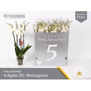 PHAL AN NOTTINGHAM