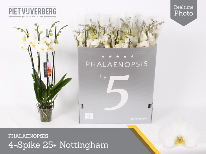 <h4>PHAL AN NOTTINGHAM</h4>