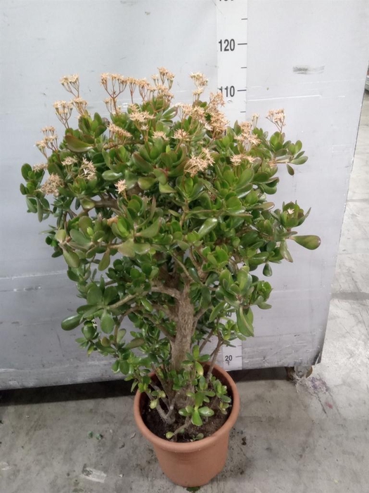 <h4>Crassula ovata</h4>