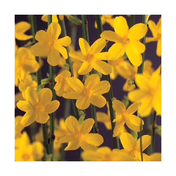 <h4>Jasminum nudiflorum +3.0 label</h4>