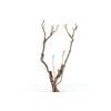 Syringa Branch Super Hindemith