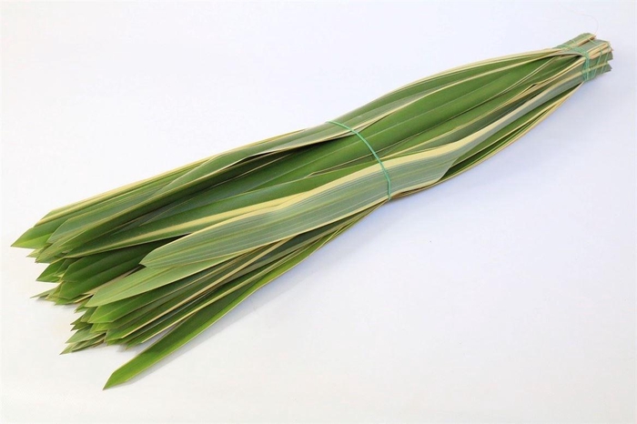 <h4>Phormium Ten Variegata</h4>