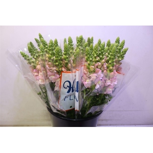 Antir Avignon Pink X5
