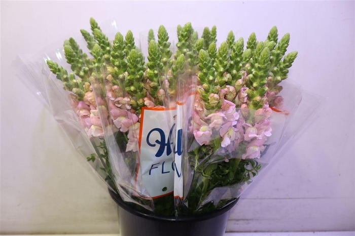 <h4>Antir Avignon Pink X5</h4>