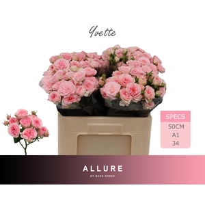 R TR YVETTE ALLURE 50 cm