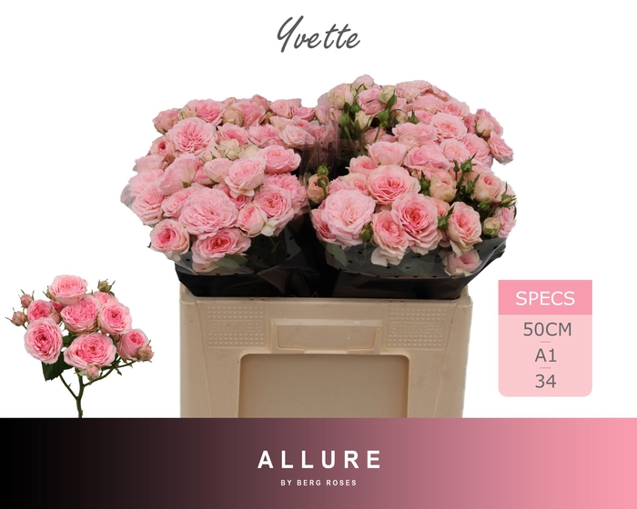 <h4>R TR YVETTE ALLURE 50 cm</h4>
