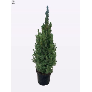 PICEA GL DECEMBER