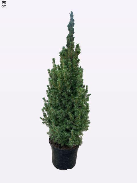 <h4>PICEA GL DECEMBER</h4>