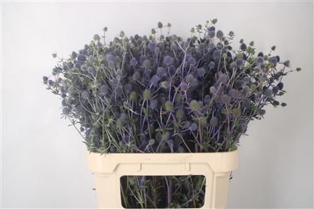<h4>Eryngium Raspberry Dream</h4>