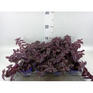 Tradescantia   ...