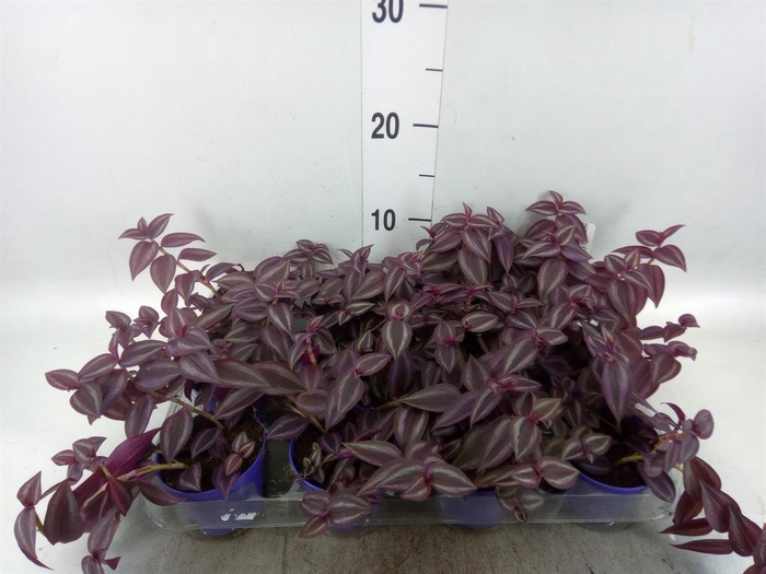 <h4>Tradescantia   ...</h4>