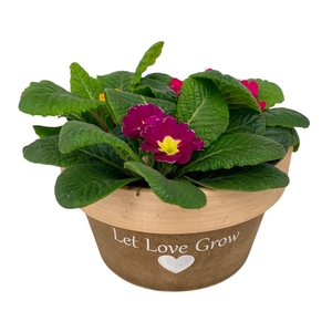 Love rond Hout 3x prim gemengd 536