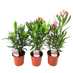 Nerium oleander