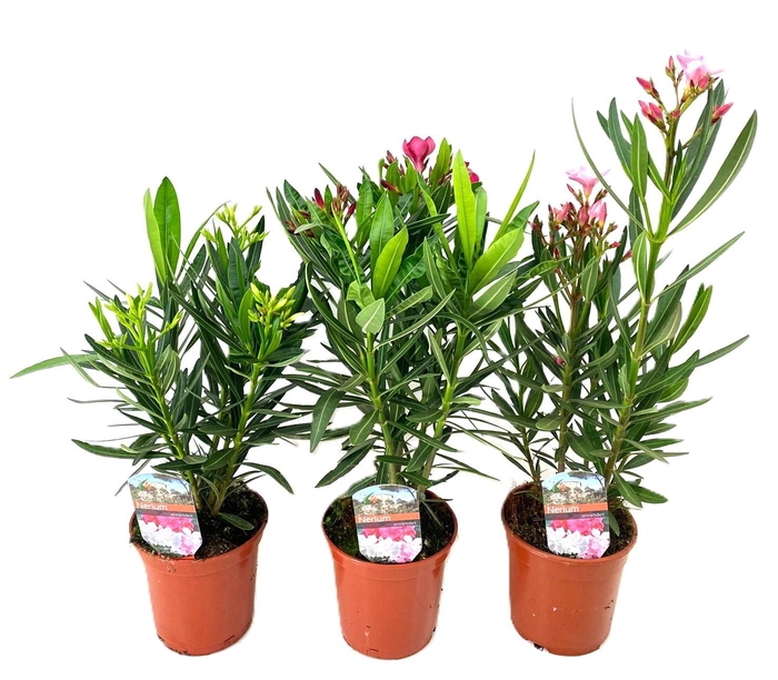 <h4>Nerium oleander</h4>
