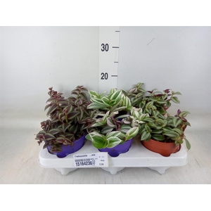 Tradescantia   ...mix