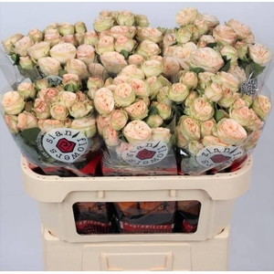 R TR GEN TRENDSETTER