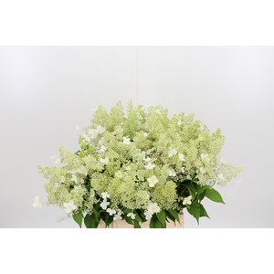 Hydrangea Pan Kyushu