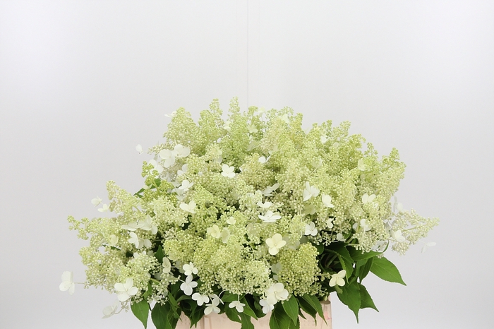 <h4>Hydrangea Pan Kyushu</h4>