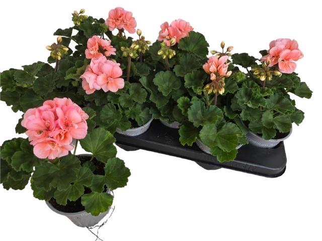 <h4>PEL ZON MONTEVIDEO</h4>