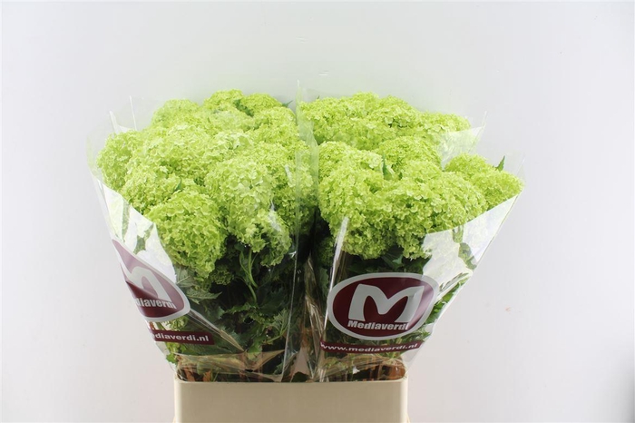 <h4>Viburnum Roseum 100cm 4 Bal</h4>