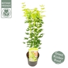 Acer palm. 'Going Green'® C3