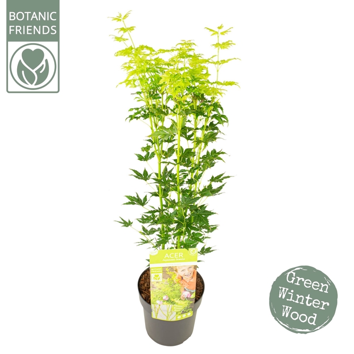 Acer palm. 'Going Green'® C3