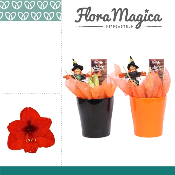 <h4>Amaryllis Rood 2 Knop in Amy HALLOWEEN</h4>