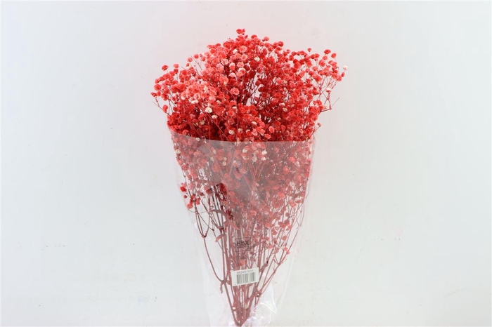 <h4>Pres Gyps Red Bunch</h4>