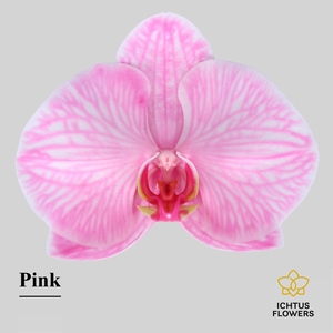 Phalaenopsis