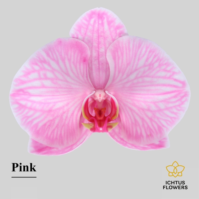 <h4>Phalaenopsis</h4>