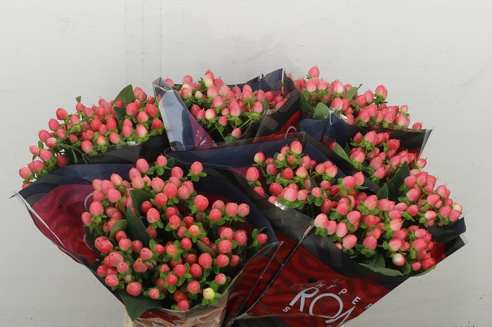 <h4>Hyp Sweet Romanc</h4>