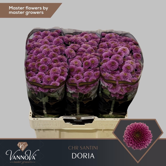 <h4>CHR SAN AAA DORIA</h4>