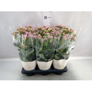 Kalanchoe  'RoseFlow Graceful Pink'