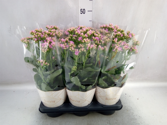 Kalanchoe  'RoseFlow Graceful Pink'