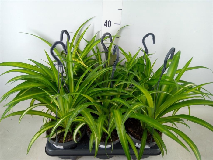 <h4>Chlorophytum com. 'Hawaiian Spider'</h4>