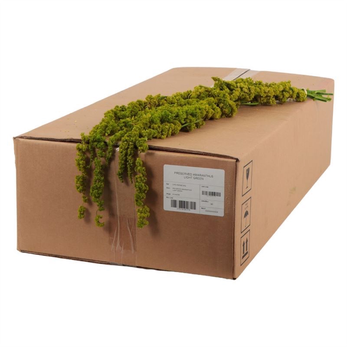 <h4>Amaranthus Gepreserveerd</h4>