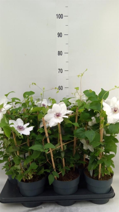 <h4>Clematis  'Boulevard'   ...</h4>