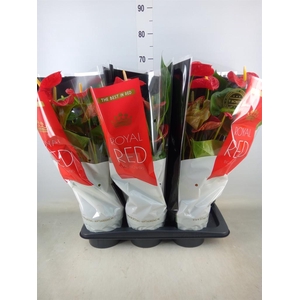 Anthurium andr. 'Madural'