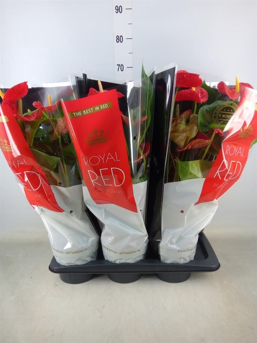 <h4>Anthurium andr. 'Madural'</h4>