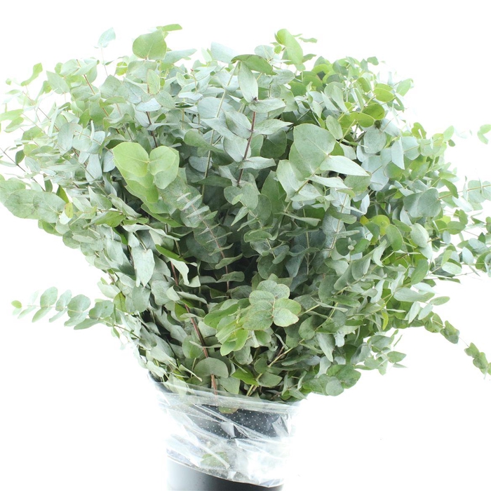 <h4>Euca Cinerea Long 400grams</h4>