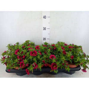 Calibrachoa  'Minifam Purple'