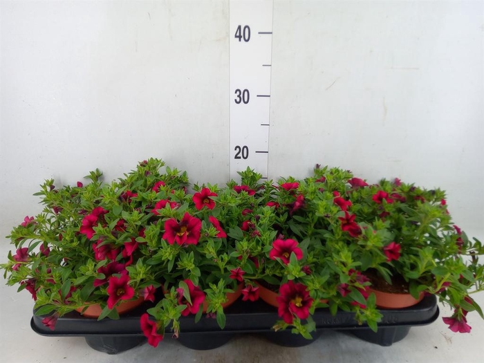 <h4>Calibrachoa  'Minifam Purple'</h4>